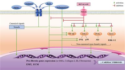 The Scientific Rationale for the Introduction of Renalase in the Concept of Cardiac Fibrosis